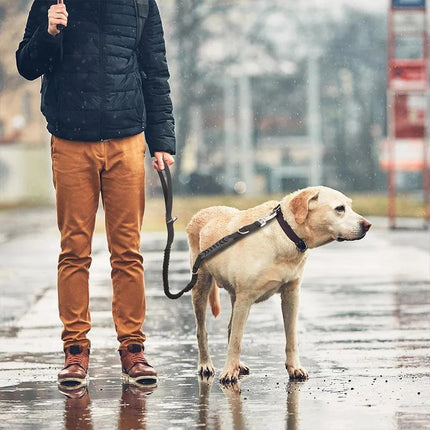 Correa elástica reflectante duradera para perros