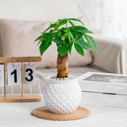 Pot de plantes succulentes auto-arrosant avec aquarium