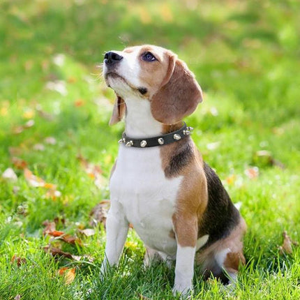 Collier pour chien en cuir à pointes