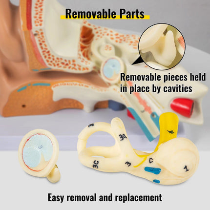 5X Enlarged Human Ear Anatomy Model - Wnkrs