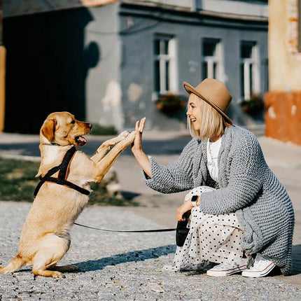 Juguete interactivo de alimentación y educación para perros y gatos