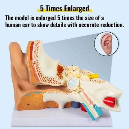 5X Enlarged Human Ear Anatomy Model - Wnkrs