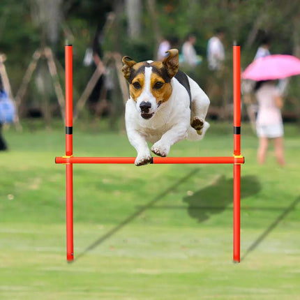 Équipement d'entraînement d'agilité portable pour chiens