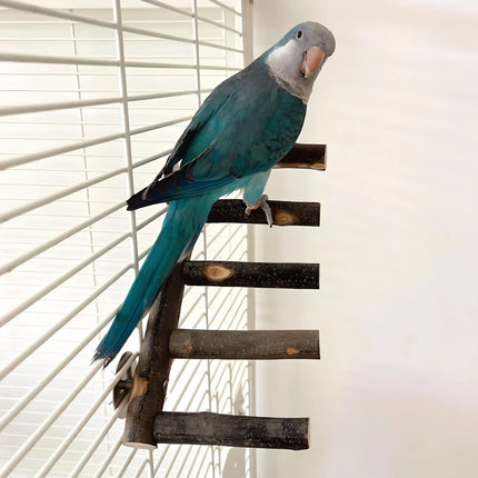 Percha y juguete para masticar para pájaros de madera de manzano natural