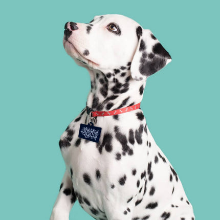 Adopted Pet ID Tag - Cute Pet Tag - Trendy Pet ID Tag - wnkrs