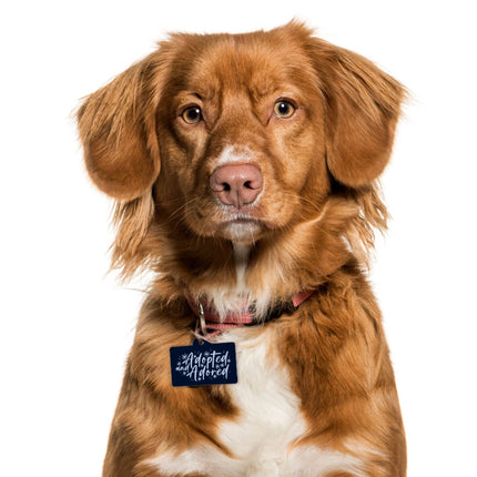 Adopted Pet ID Tag - Cute Pet Tag - Trendy Pet ID Tag - wnkrs
