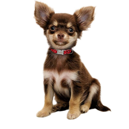 Dog's Polka Dot Collar - wnkrs