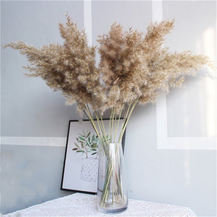 Set of Natural Dried Pampas Grass Bunches - wnkrs