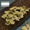 chrysanthemum