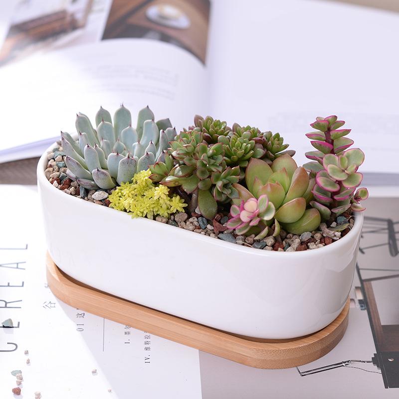 Bamboo and Ceramic Minimalist White Plant Pot