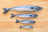 dark-blue-fish