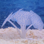 azul