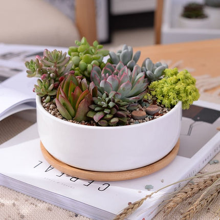 Minimalist White Ceramic Plant Pot with Bamboo Tray - wnkrs