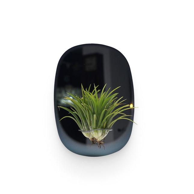 Rectangular Blue Plant Mirror - wnkrs
