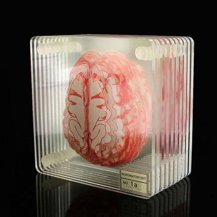 3D Brain Printed Table Coaster - wnkrs