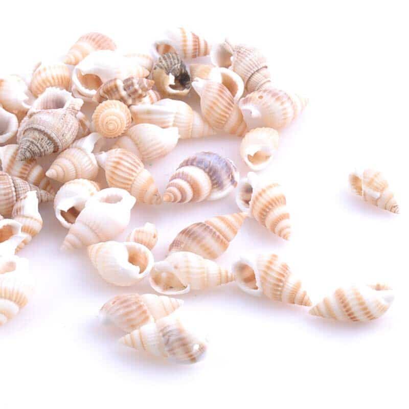 Beige Spiral Shells 100 Pcs Set
